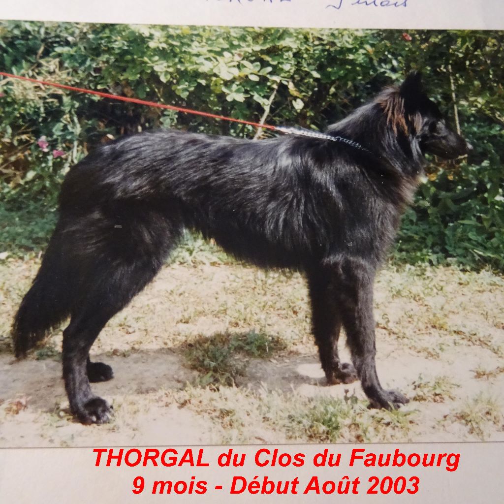 Thorgal Du clos du faubourg