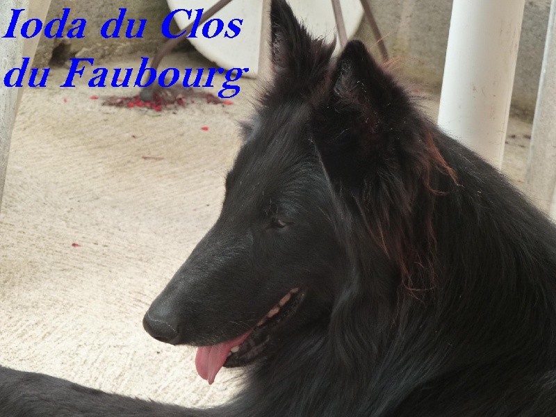Ioda Du clos du faubourg