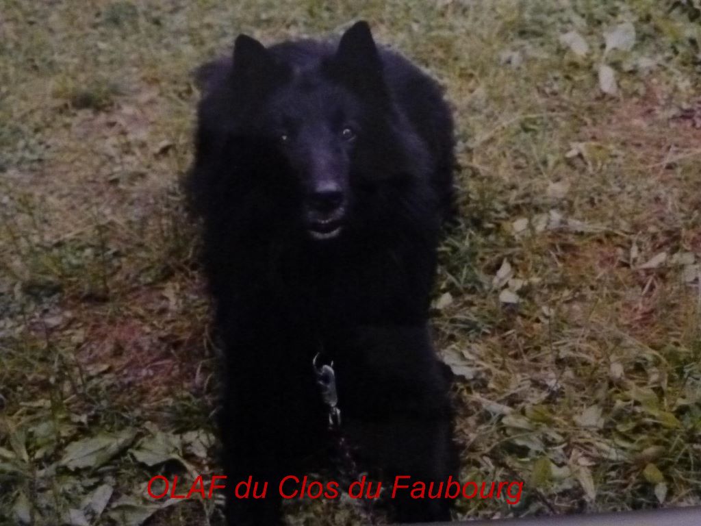 Olaf (groenendael) Du clos du faubourg