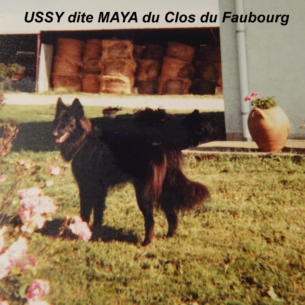 Ussy dite maya Du clos du faubourg