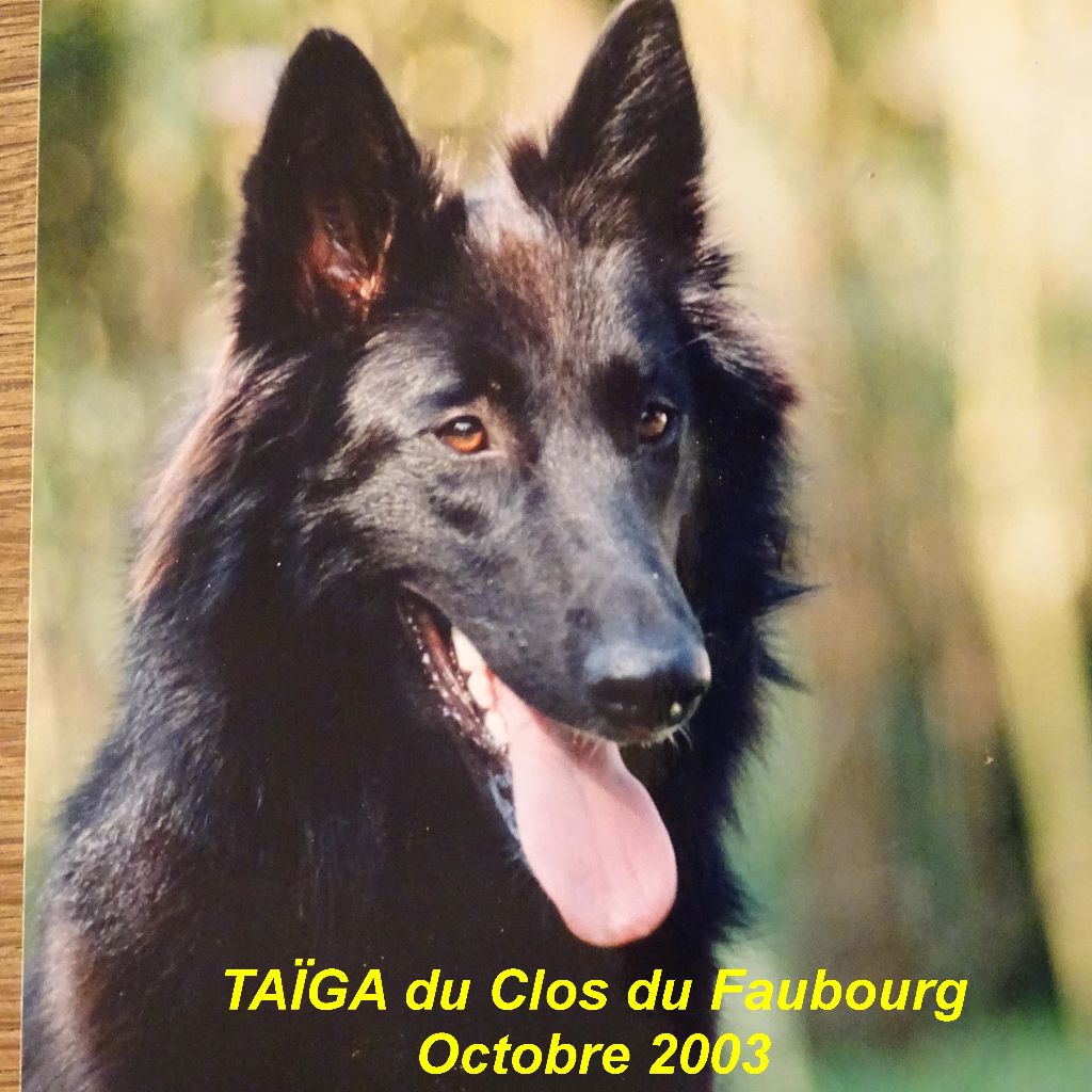 Taïga Du clos du faubourg