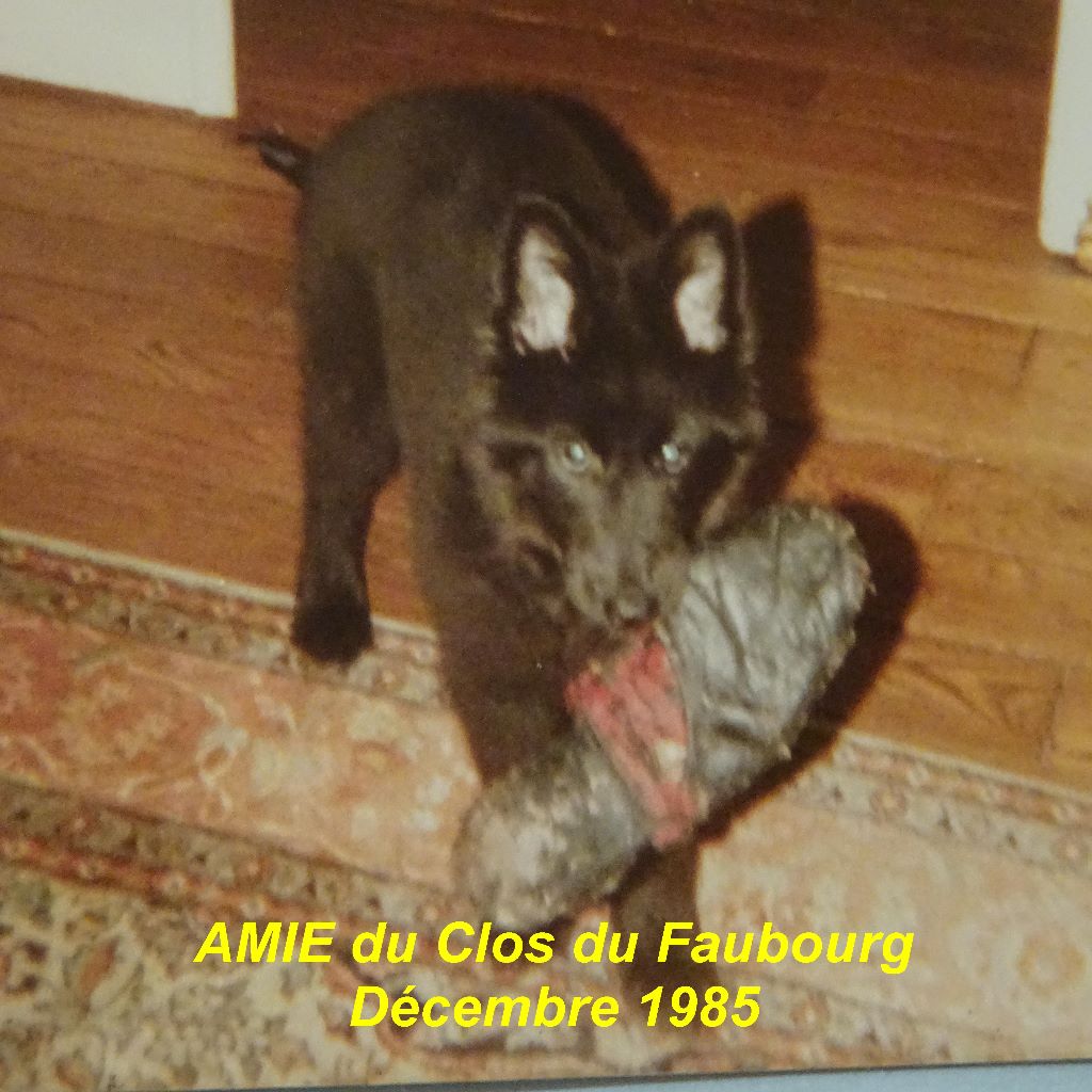 Amie Du clos du faubourg