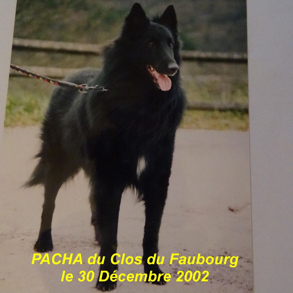 Pacha (1999) Du clos du faubourg