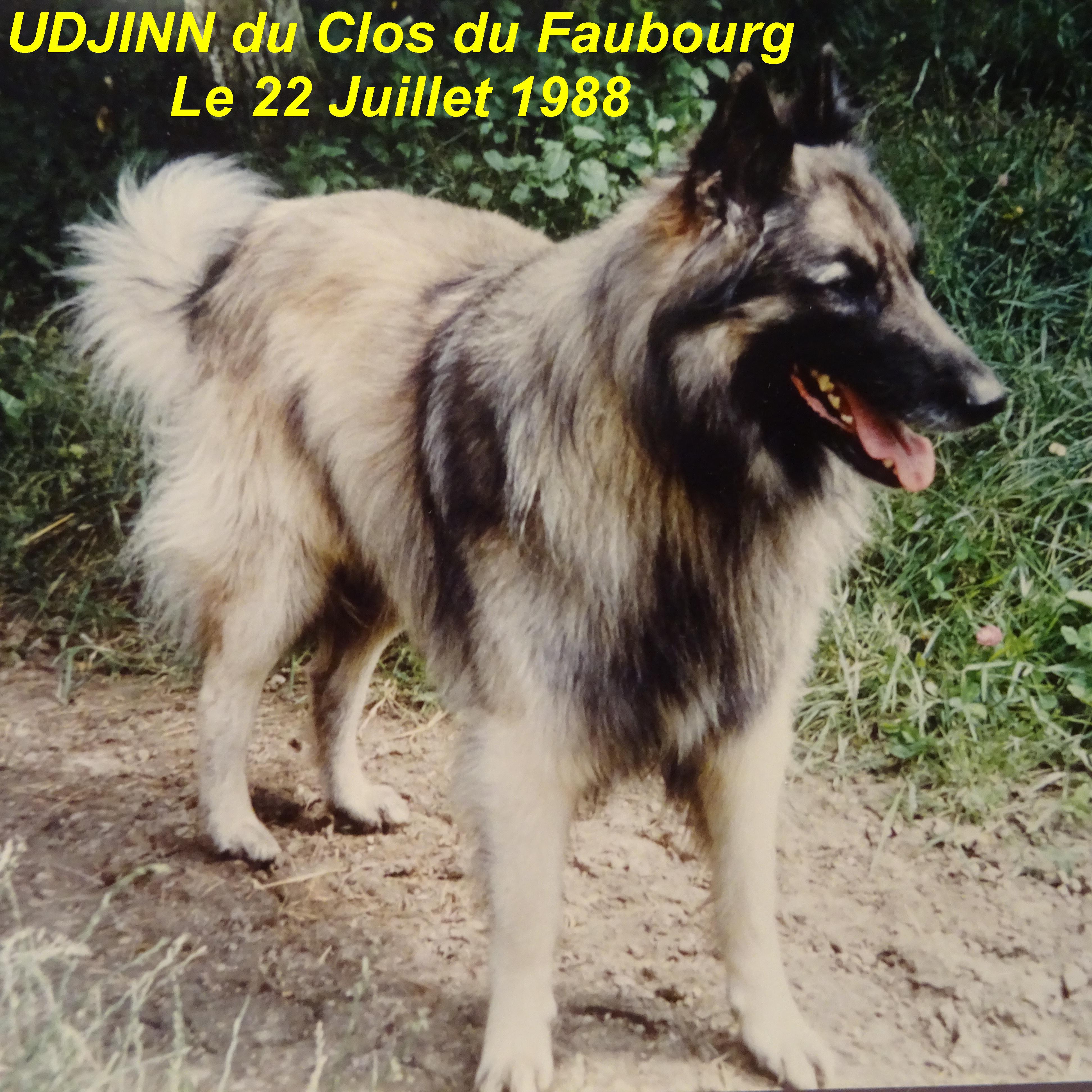 Udjinn Du clos du faubourg