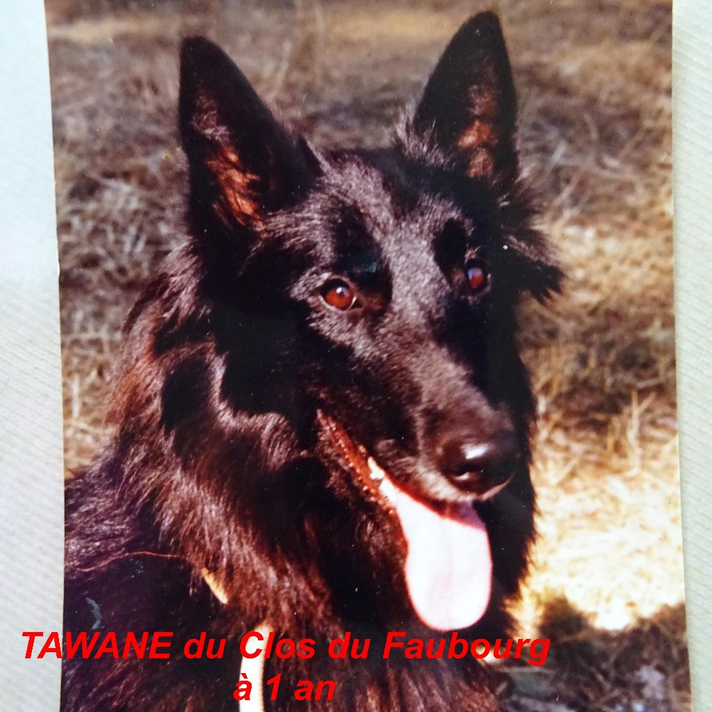 Tawane Du clos du faubourg