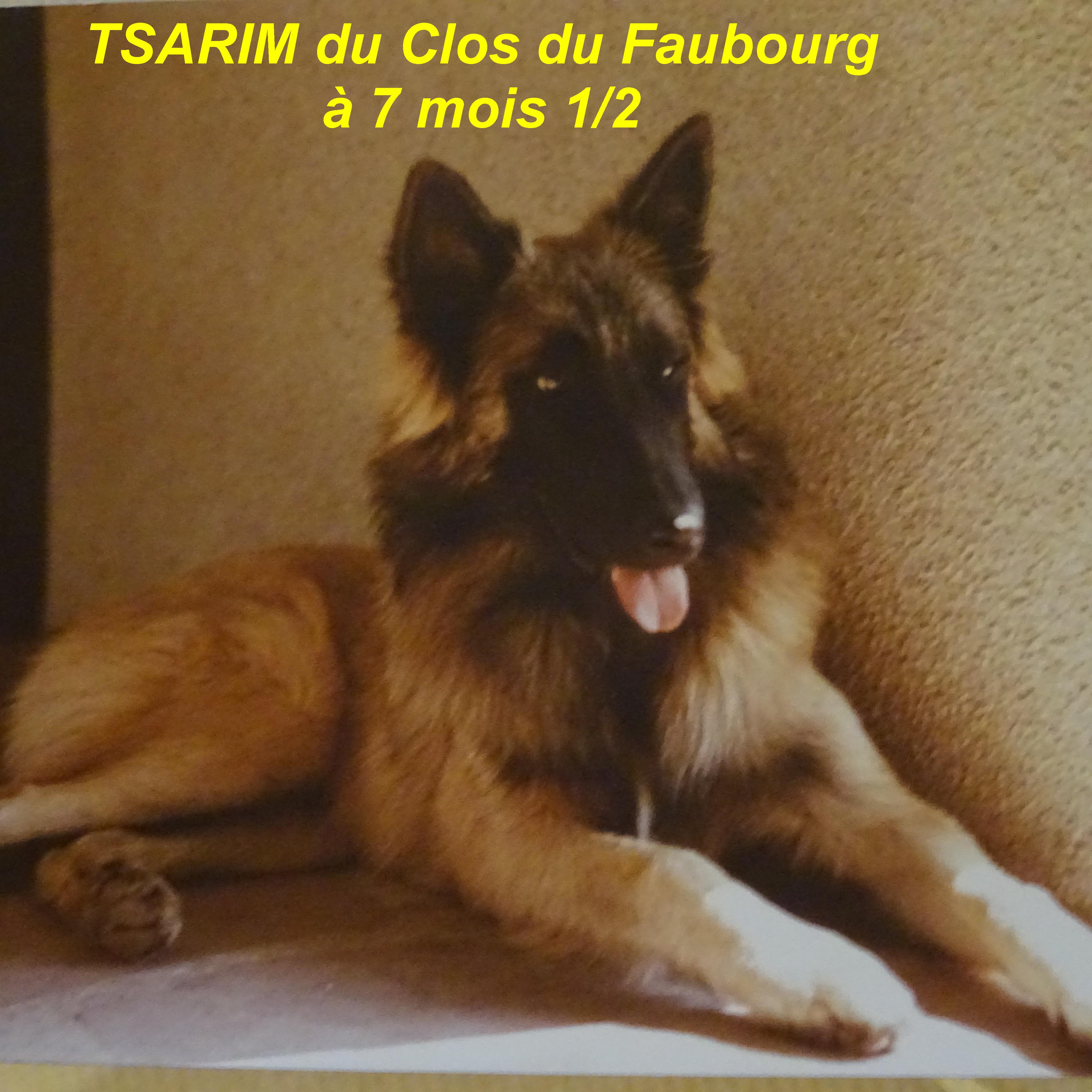 Tsarim Du clos du faubourg