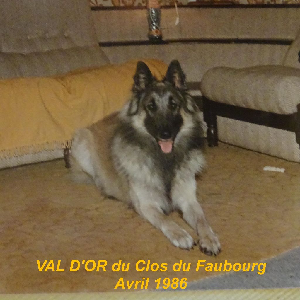 Val d'or Du clos du faubourg
