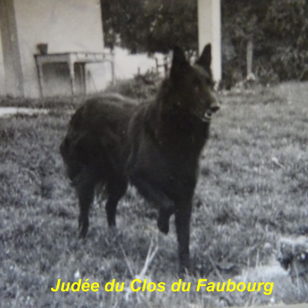 Judée Du clos du faubourg