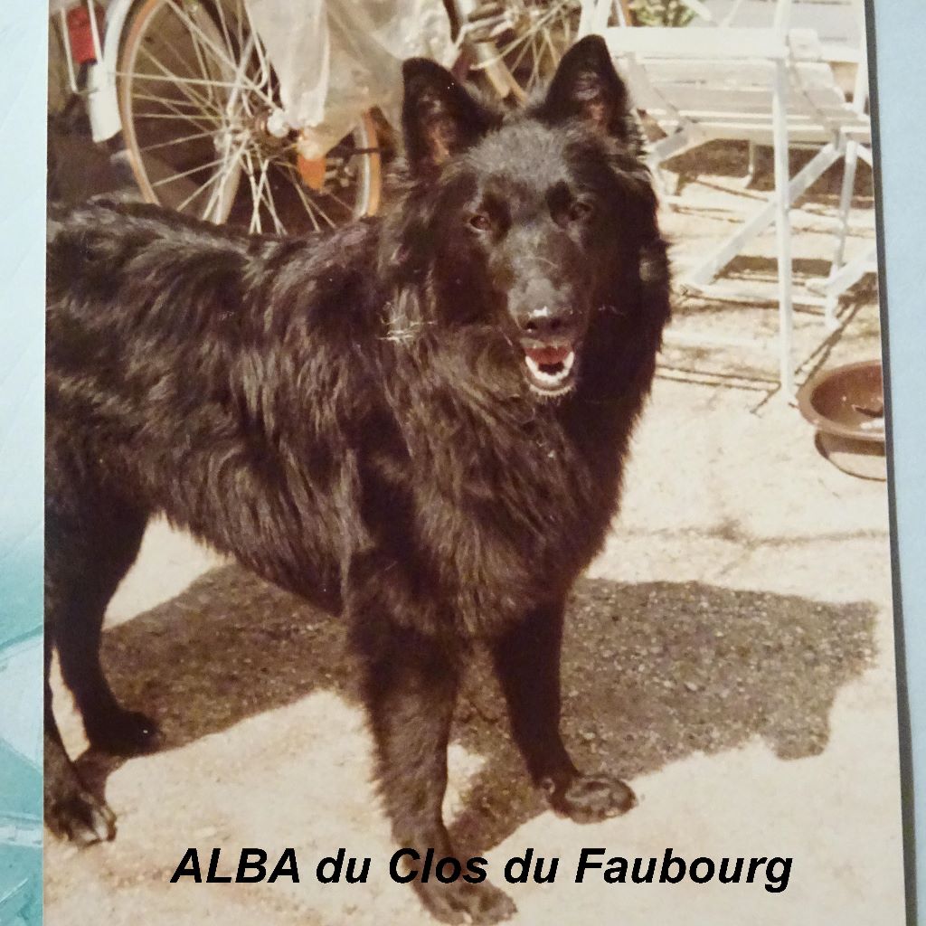 Alba Du clos du faubourg