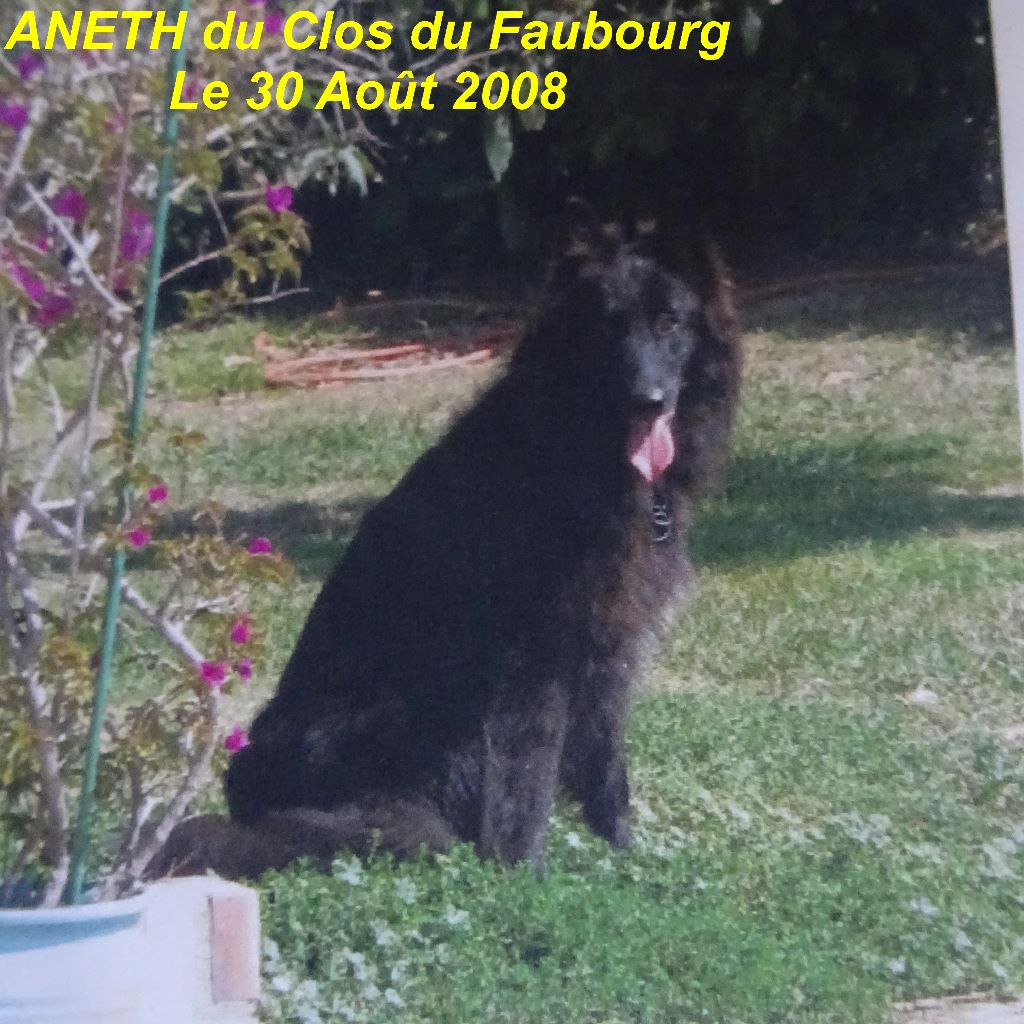 Aneth Du clos du faubourg