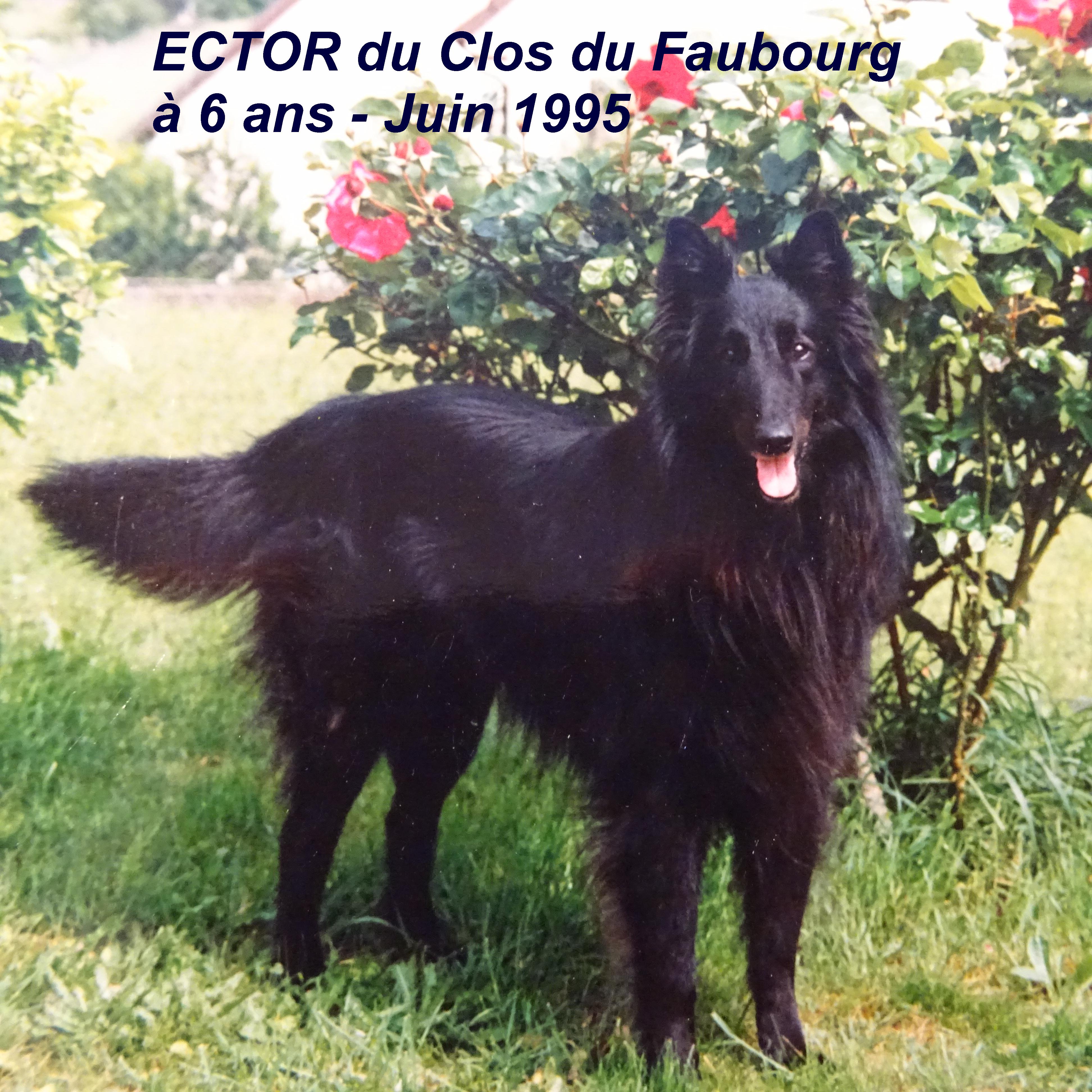 Ector Du clos du faubourg