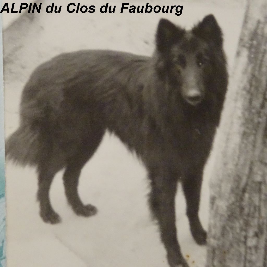 Alpin Du clos du faubourg