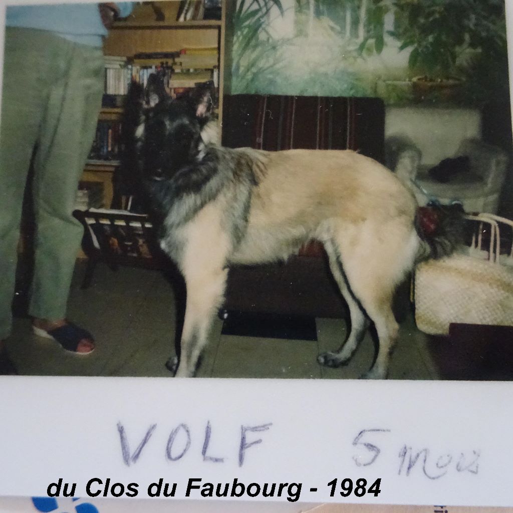 Volf Du clos du faubourg