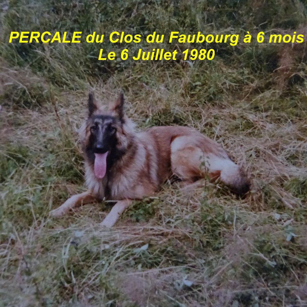 Percale Du clos du faubourg
