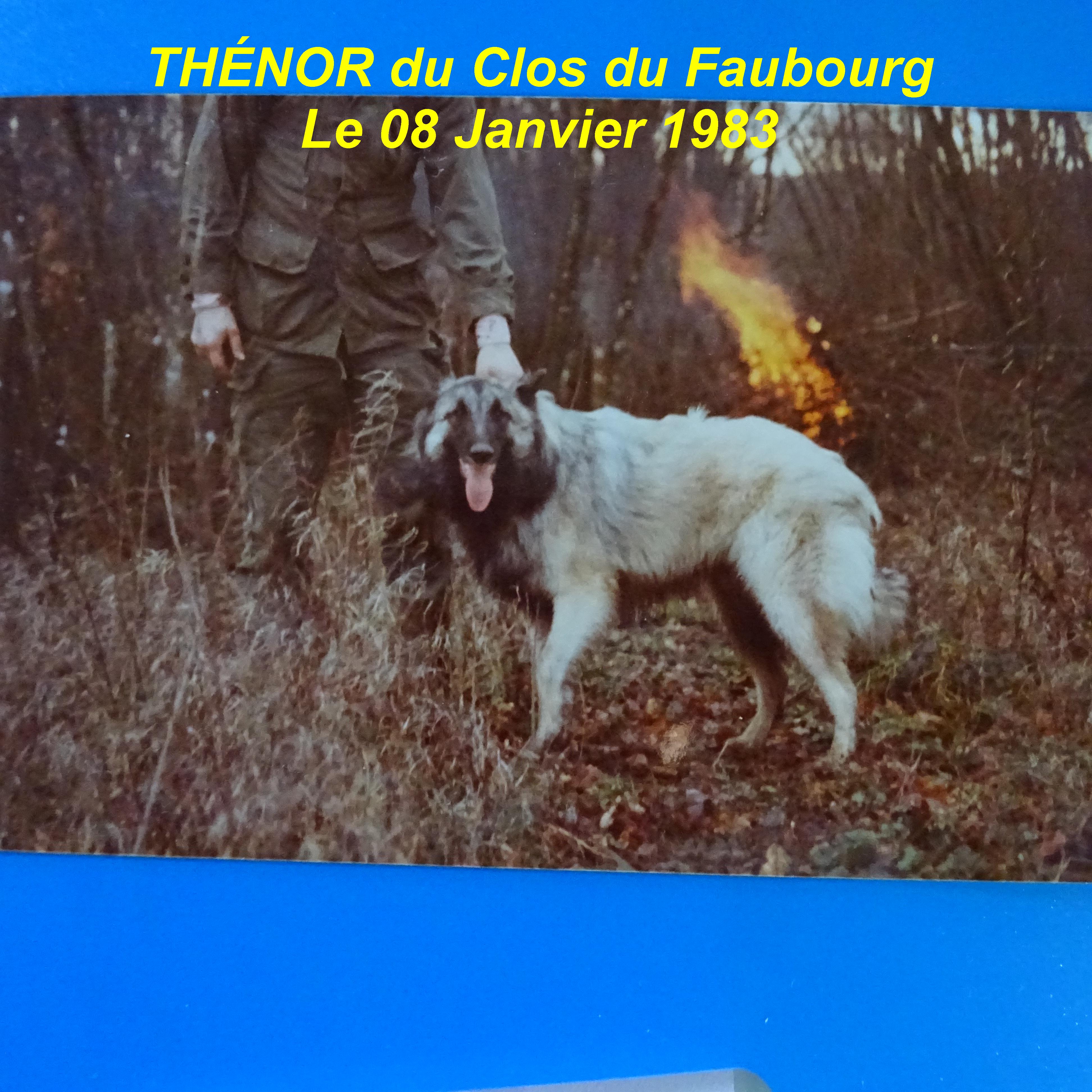 Thénor Du clos du faubourg