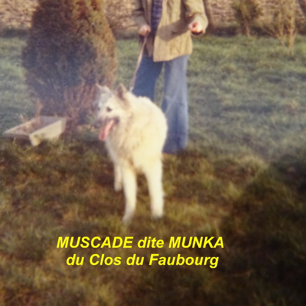 Muscade dite munka Du clos du faubourg