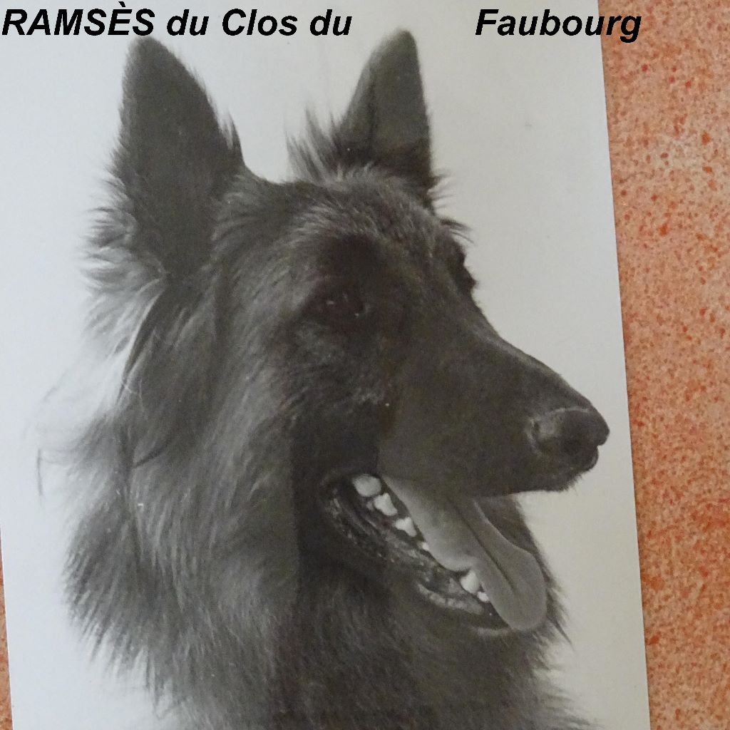 Ramsès (tervueren) Du clos du faubourg
