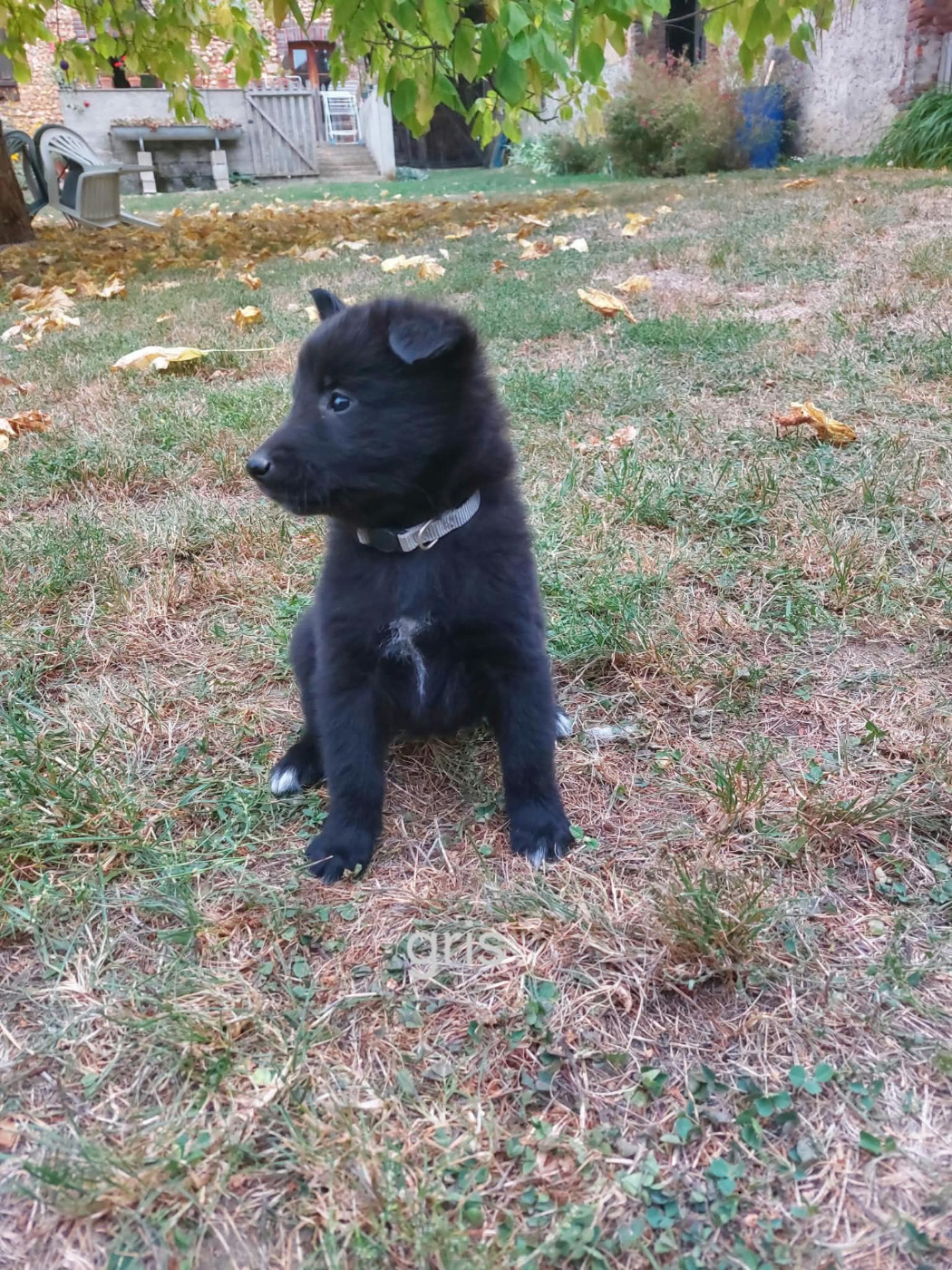 Du clos du faubourg - Chiots disponibles - Berger Belge