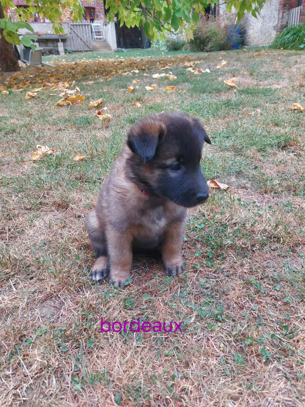Du clos du faubourg - Chiots disponibles - Berger Belge
