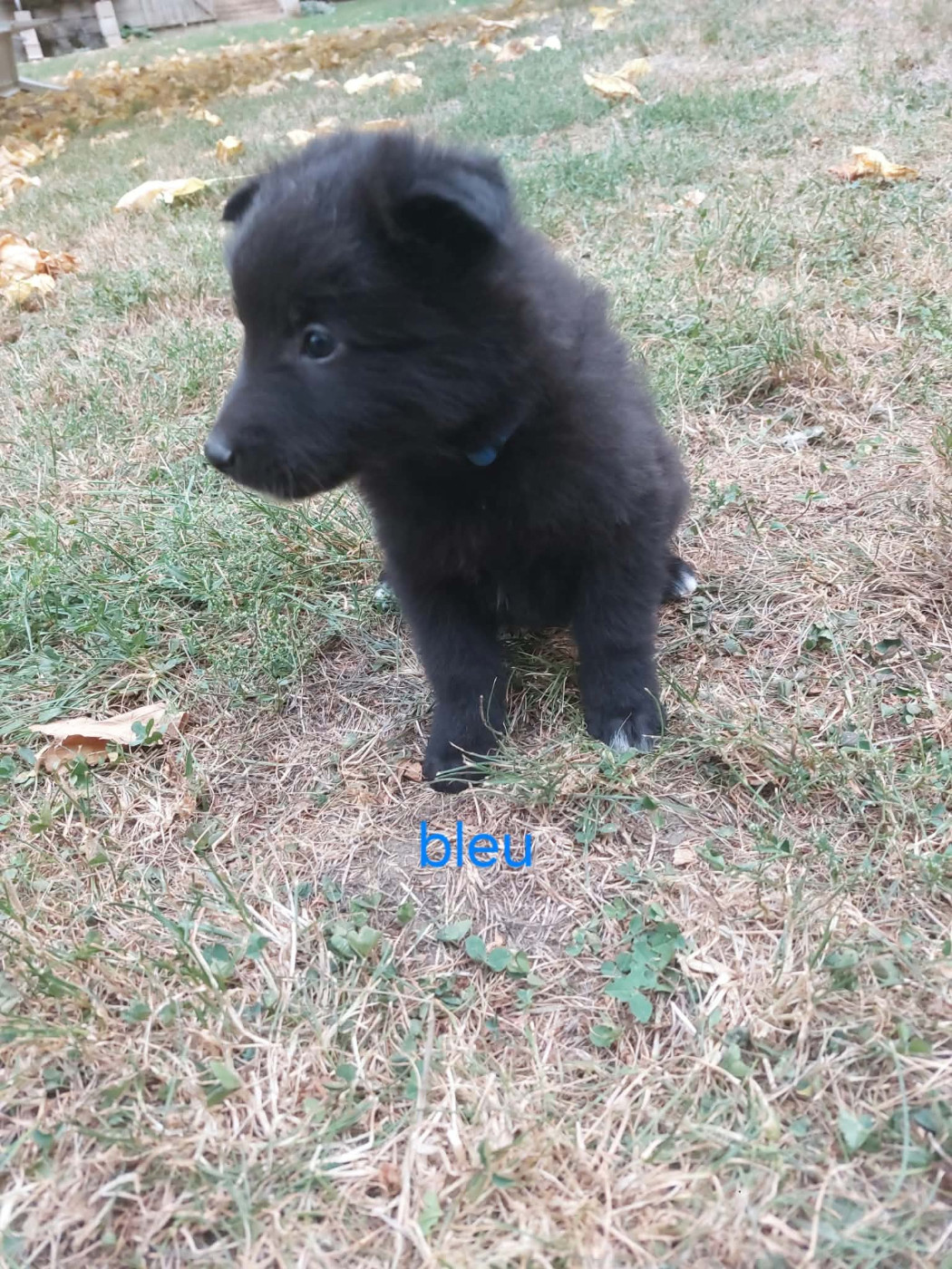 Du clos du faubourg - Chiots disponibles - Berger Belge