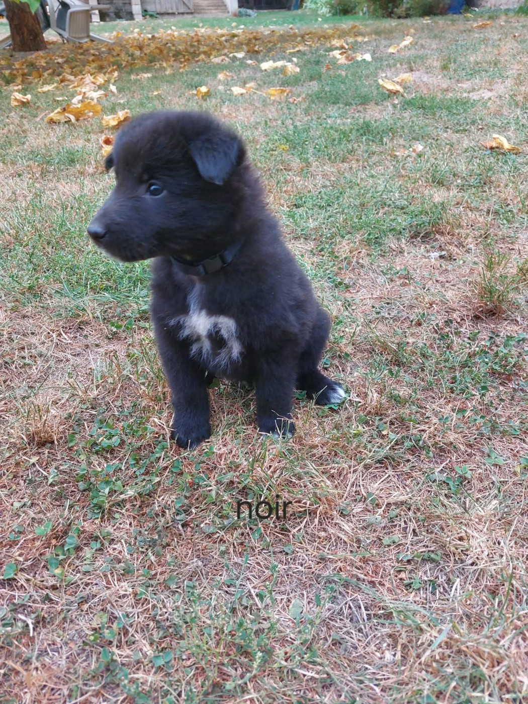 Du clos du faubourg - Chiots disponibles - Berger Belge