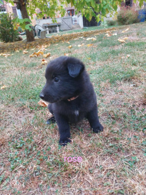 Chiot N°1