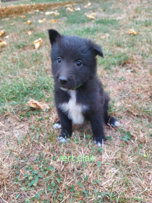Chiot N°2