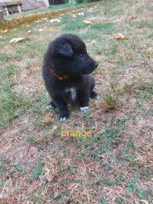 Chiot N°3