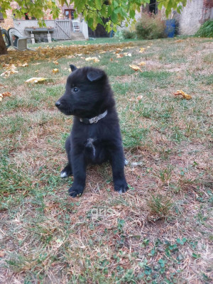 Chiot N°4