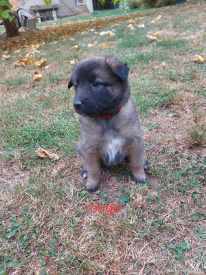 Chiot N°6