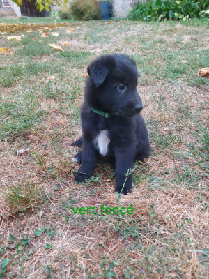 Chiot N°8