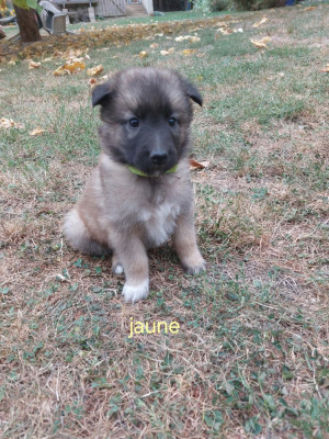 Chiot N°10